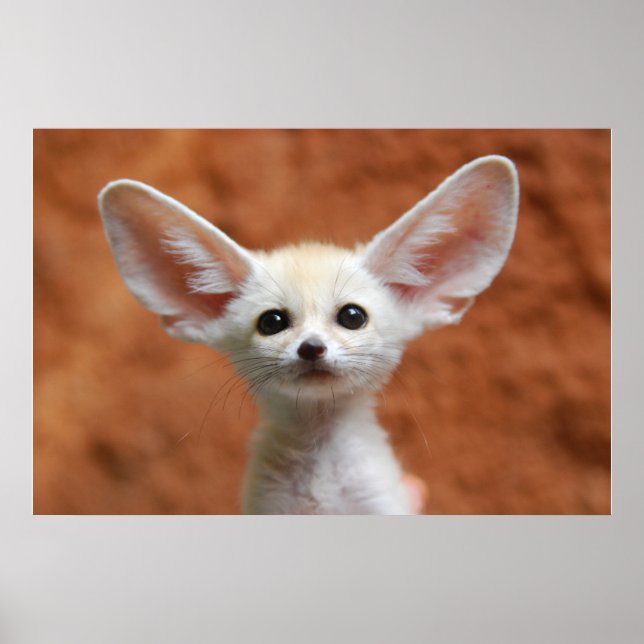 Cutest Baby djur | Fennec Fox-Valp Poster (Framsidan)