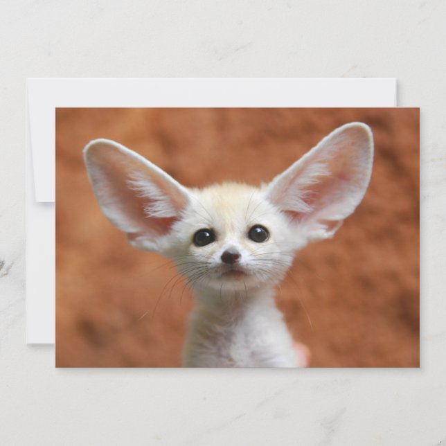 Cutest Baby djur | Fennec Fox-Valp Tack Kort (Framsida)