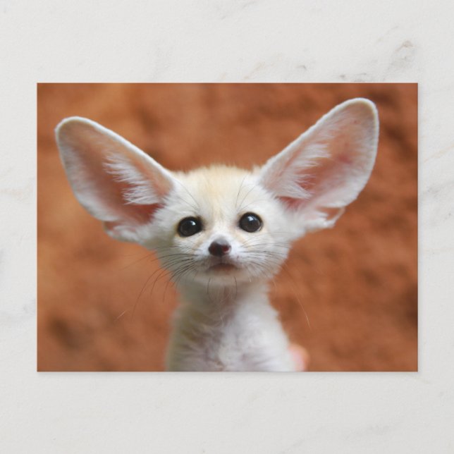 Cutest Baby djur | Fennec Fox-Valp Vykort (Framsida)