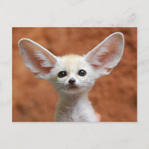 Cutest Baby djur Fennec Fox-Valp Vykort