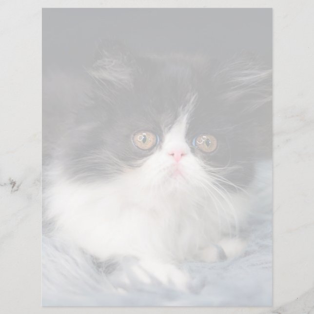 Cutest Baby djur | Fluffy B&W Kitten (Framsida)