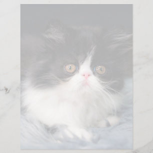 Cutest Baby djur Fluffy B&W Kitten