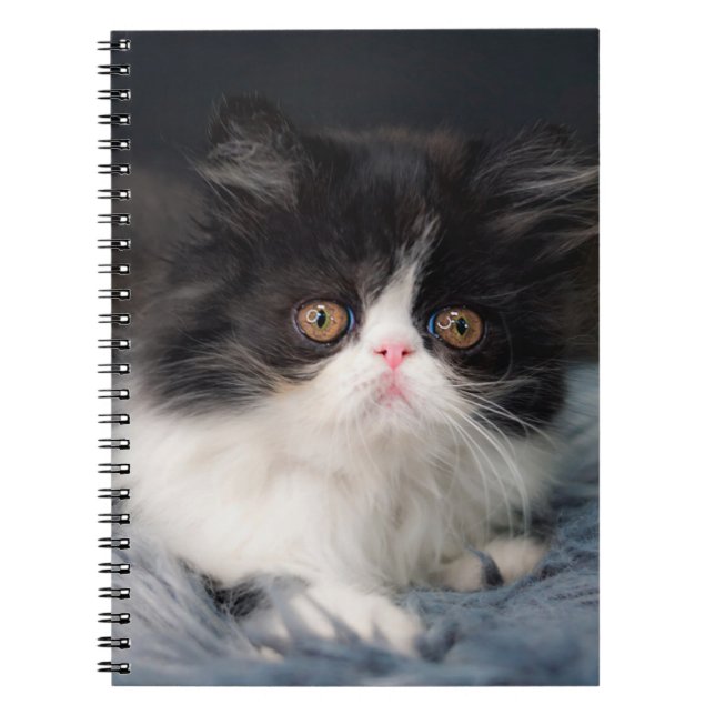 Cutest Baby djur | Fluffy B&W Kitten Anteckningsbok (Framsidan)
