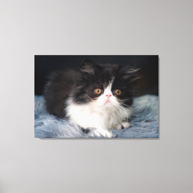 Cutest Baby djur | Fluffy B&W Kitten Canvastryck (Framsida)