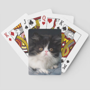 Cutest Baby djur   Fluffy B&W Kitten Casinokort