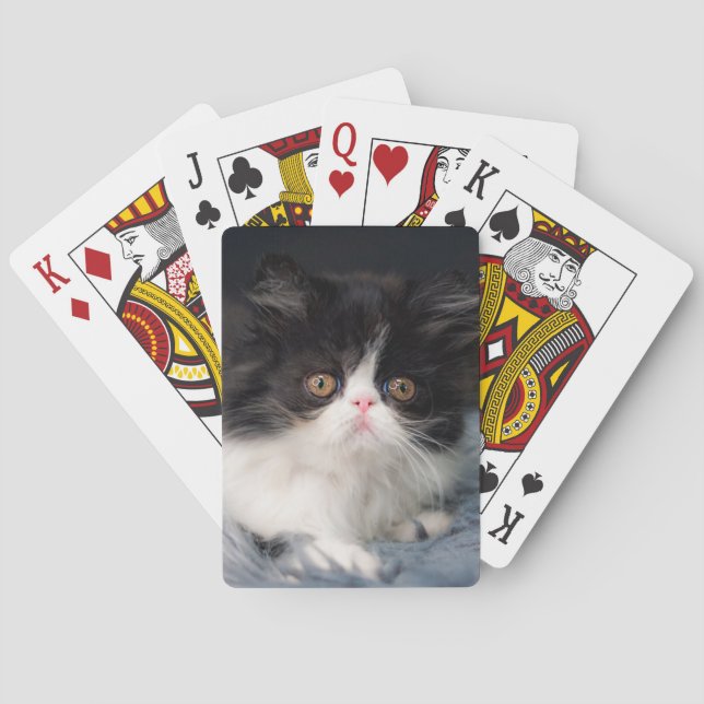 Cutest Baby djur | Fluffy B&W Kitten Casinokort (Baksidan)