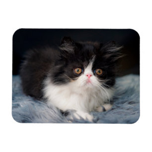 Cutest Baby djur Fluffy B&W Kitten Magnet