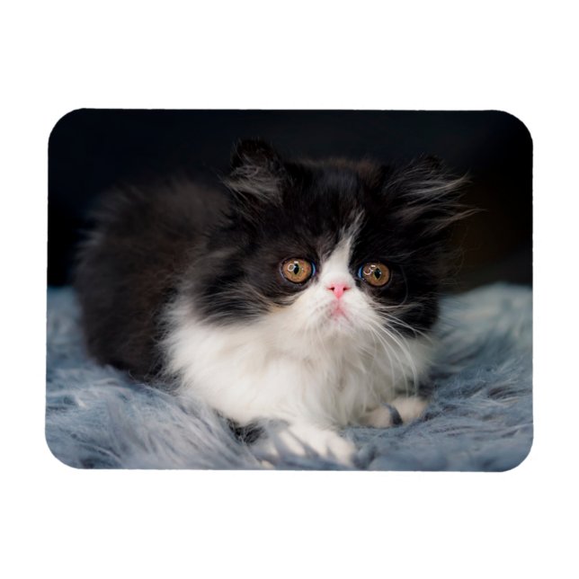Cutest Baby djur | Fluffy B&W Kitten Magnet (Horisontell)