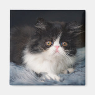 Cutest Baby djur Fluffy B&W Kitten Magnet
