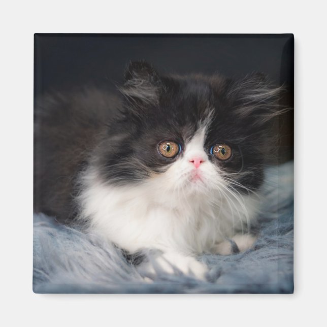 Cutest Baby djur | Fluffy B&W Kitten Magnet (Framsidan)