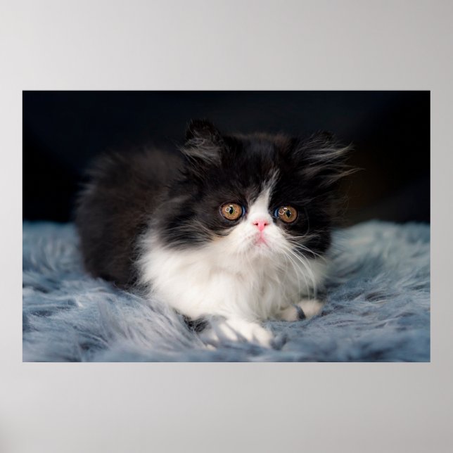 Cutest Baby djur | Fluffy B&W Kitten Poster (Framsidan)