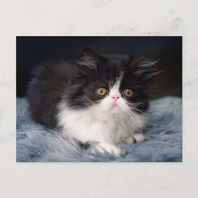 Cutest Baby djur | Fluffy B&W Kitten Vykort (Framsida)