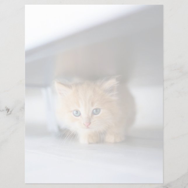 Cutest Baby djur | Fluffy Orange Kitten (Framsida)