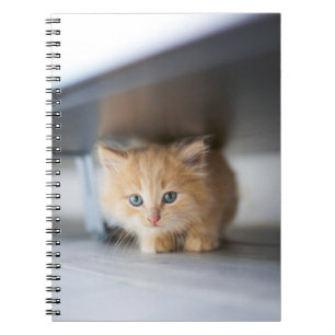 Cutest Baby djur Fluffy Orange Kitten Anteckningsbok