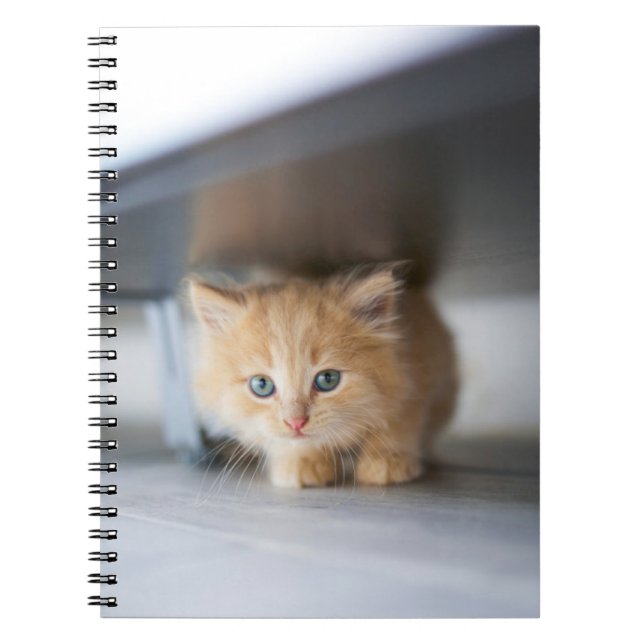Cutest Baby djur | Fluffy Orange Kitten Anteckningsbok (Framsidan)