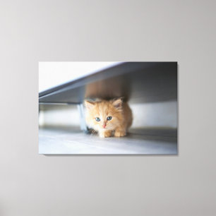 Cutest Baby djur Fluffy Orange Kitten Canvastryck