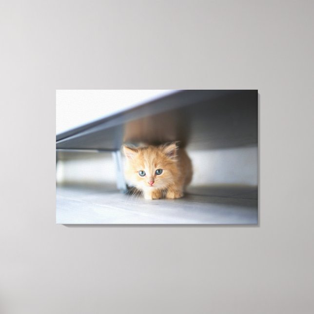 Cutest Baby djur | Fluffy Orange Kitten Canvastryck (Framsida)