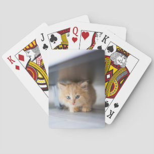 Cutest Baby djur Fluffy Orange Kitten Casinokort