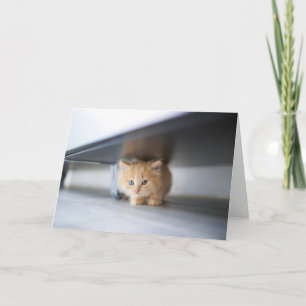 Cutest Baby djur Fluffy Orange Kitten Kort
