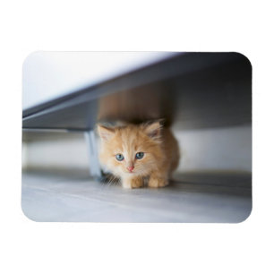 Cutest Baby djur Fluffy Orange Kitten Magnet