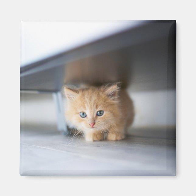 Cutest Baby djur | Fluffy Orange Kitten Magnet (Framsidan)