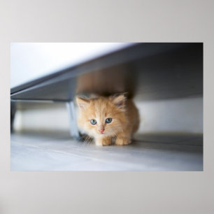 Cutest Baby djur Fluffy Orange Kitten Poster