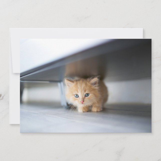 Cutest Baby djur | Fluffy Orange Kitten Tack Kort (Framsida)
