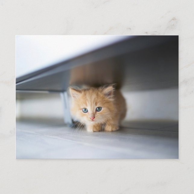 Cutest Baby djur | Fluffy Orange Kitten Vykort (Framsida)