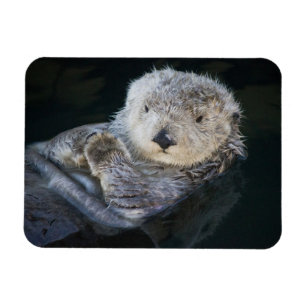 Cutest Baby djur Flytande av havssmör Magnet