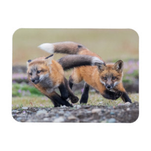Cutest Baby djur Fox-Valper vid uppspelning Magnet