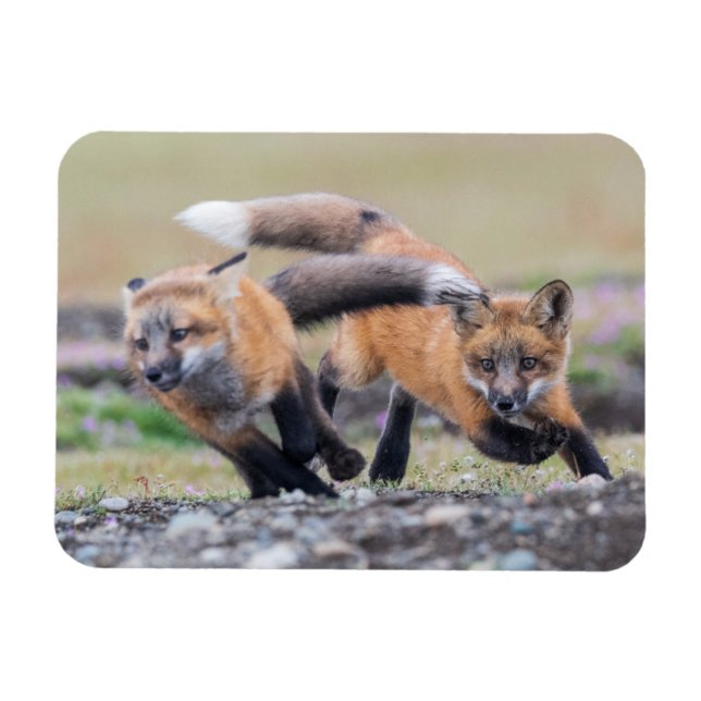 Cutest Baby djur | Fox-Valper vid uppspelning Magnet (Horisontell)