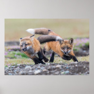 Cutest Baby djur   Fox-Valper vid uppspelning Poster
