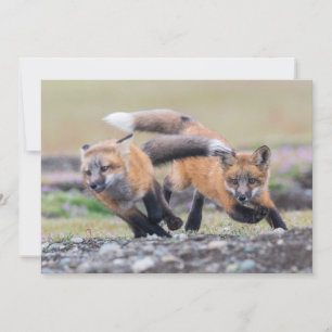 Cutest Baby djur Fox-Valper vid uppspelning Tack Kort