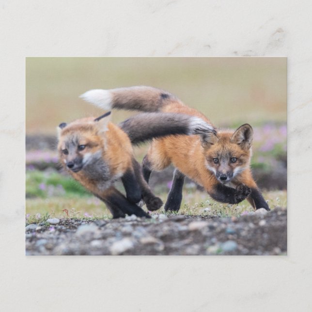 Cutest Baby djur | Fox-Valper vid uppspelning Vykort (Framsida)
