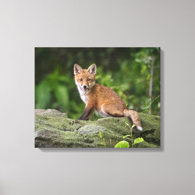 Cutest Baby djur | Foxy Smile Canvastryck (Framsida)