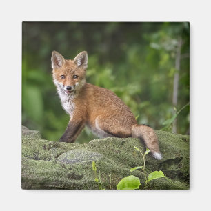 Cutest Baby djur Foxy Smile Magnet