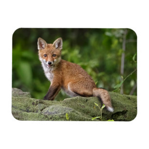 Cutest Baby djur Foxy Smile Magnet