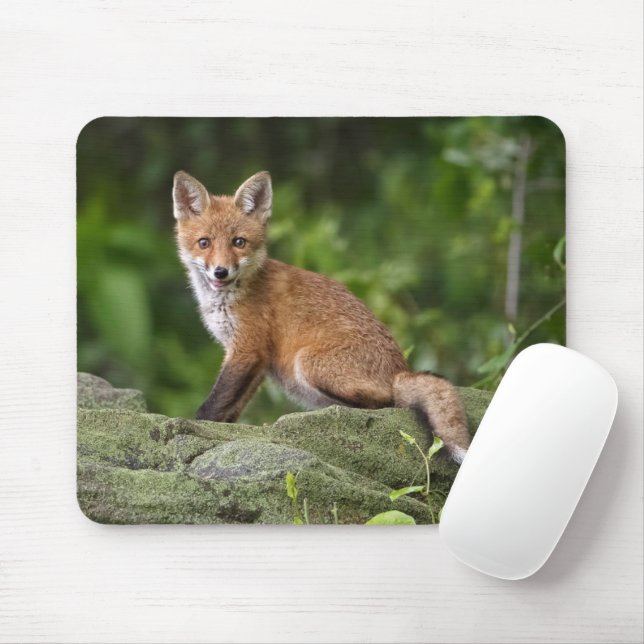 Cutest Baby djur | Foxy Smile Musmatta (Med mus)