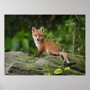 Cutest Baby djur Foxy Smile Poster