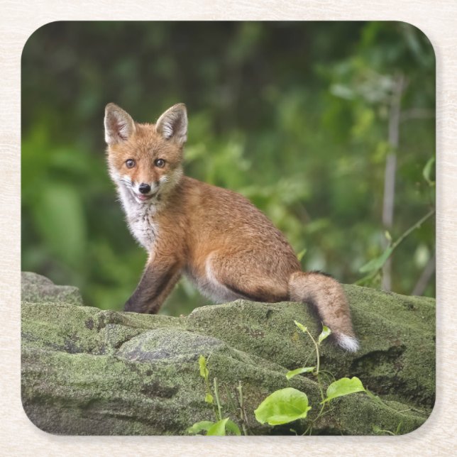 Cutest Baby djur | Foxy Smile Underlägg Papper Kvadrat (Framsidan)