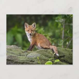 Cutest Baby djur Foxy Smile Vykort