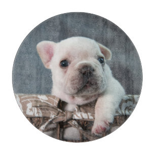 Cutest Baby djur   Fransk Bulldog