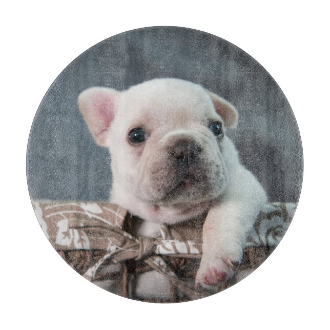 Cutest Baby djur | Fransk Bulldog (Framsidan)