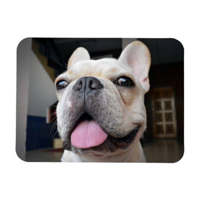 Cutest Baby djur | Fransk Bulldog Ansikte Magnet (Horisontell)