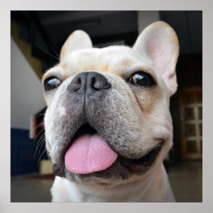 Cutest Baby djur Fransk Bulldog Ansikte Poster