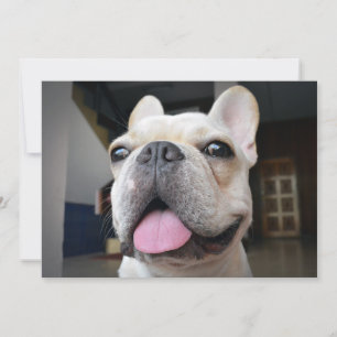 Cutest Baby djur Fransk Bulldog Ansikte Tack Kort