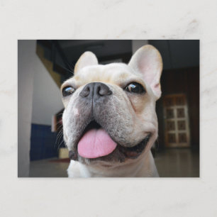 Cutest Baby djur   Fransk Bulldog Ansikte Vykort