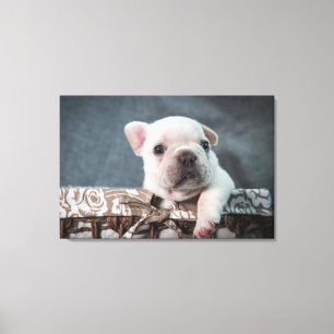 Cutest Baby djur Fransk Bulldog Canvastryck