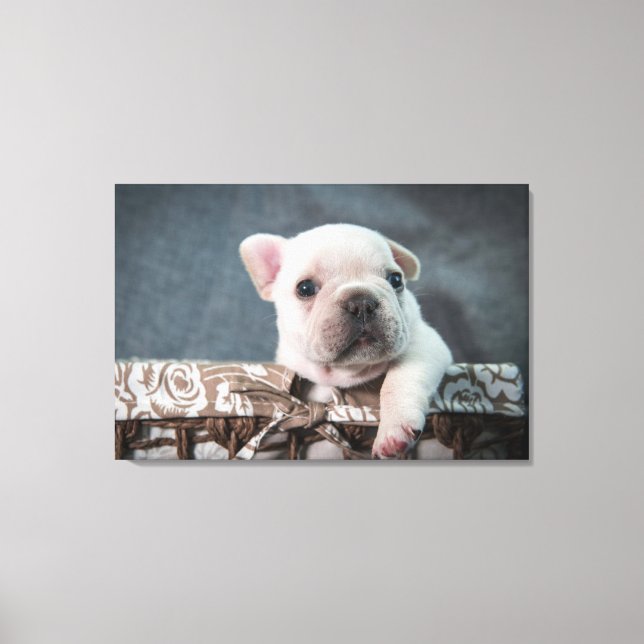 Cutest Baby djur | Fransk Bulldog Canvastryck (Framsida)