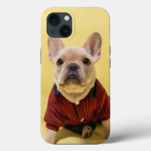 Cutest Baby djur Fransk Bulldog dold